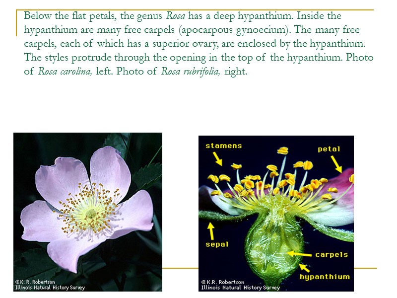 Below the flat petals, the genus Rosa has a deep hypanthium. Inside the hypanthium
